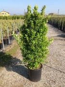  Aranytarka japn kecskerg Euonymus Japonica 'Aureus' CLT25 100/125 cm