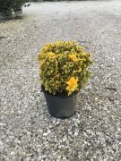 EUONYMUS JAP. ELEGANT. AUREUS CLT. 10 BALL Japn kecskerg