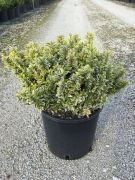  Aranytarka kislevel trpe kecskerg Euonymus Pulchellus 'Aurea Gold' CLT3