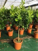  Citromfa Citrus Limonum (Limone) Lv14 trzses