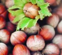  Eurpai mogyor Corylus Avellana Tonda Di Giffoni CLT6
