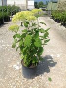  Cserjs hortenzia Hydrangea Arb. 'Annabelle' CLT10