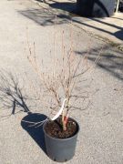  Csillagsom Cornus Kousa Satomi CLT10