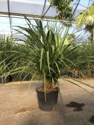  Dli bunkliliom Cordyline Australis CLT30 125/150 cm