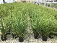  Dli bunkliliom Cordyline Australis CLT5