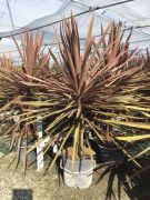  Dli bunkliliom Cordyline Red Star CLT18 Ceppaia