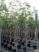  Di Juglans Regia 6/8 CLT18