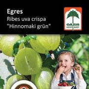 Ozis egres - Ribes uva crispa 