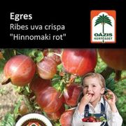 Ozis egres - Ribes uva crispa 