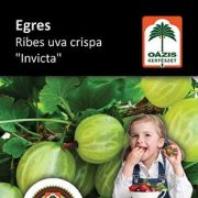 Ozis egres - Ribes uva crispa 