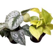  Epipremnum - Szobafutka 12 cm-es cserpben, kb. 25 cm