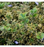  EUONYMUS PULCH. AUREOVARIEGATUS CLT. 10 BALL Kislevel trpe kecskerg