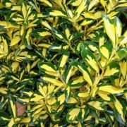  Euonymus  jap.'El.  Aureus'  LV9  1/4T kecskerg