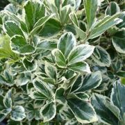  EUONYMUS JAP. BRAVO CLT. 15 Japn kecskerg