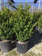  Buxus  micr.'Faulkner'  CLT10