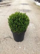  Buxus  micr.'Faulkner'  CLT12  30/35