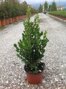  Buxus  micr.'Faulkner'  CLT3