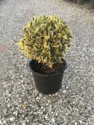  Fehrtarka japn kecskerg Euonymus Japonica 'Bravo' CLT15 Gmb
