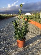  EUONYMUS JAP.COMP.ALBOMARGINATUS(EDWARD KING) CLT. 3 Japn kecskerg