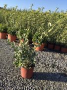  Fehrtarka japn kecskerg Euonymus Japonica 'Pres. Gau.' CLT3