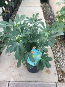 Fge Ficus Carica trzses CLT6