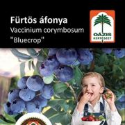 Ozis frts fonya - Vaccinium corymbosum 