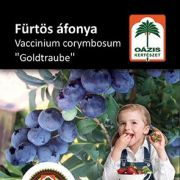 Ozis frts fonya - Vaccinium corymbosum 