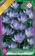  Crocus Botanical Ruby Giant botanikai krkusz virghagymk 0'