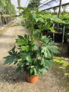  Japn arlia Fatsia Japonica Lv15 80/100 cm