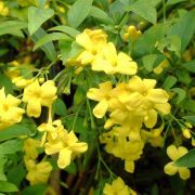  JASMINUM HUMILE CLT. 3 Jzmin