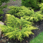  Juniperus  med.'Old  Gold'  CLT45