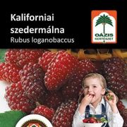 Ozis kaliforniai szedermlna - Rubus loganobaccus - kontneres, nagy, bord terms c2 40/50