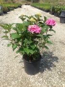  HYDRANGEA ENDLESS SUMMER BLOOMSTAR (R) CLT. 10 Hortenzia