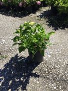  Kerti hortenzia Hydrangea 'Endless Summer'Rosa CLT10