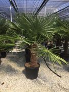  Knai kenderplma Chamaerops Ex. CLT45 Tr50/60