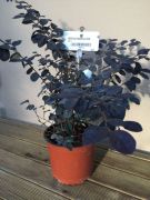  Knai rojtosvirg Loropetalum Chin. 'Black Pearl' CLT3