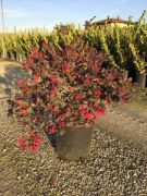  Knai rojtosvirg Loropetalum Chin. 'Black Pearl' CLT5