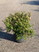  Ktrcserje Escallonia Red Dream CLT10