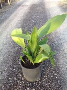  Kukoricalevl Aspidistra Elatior CLT10