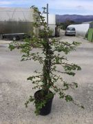  Ksz hortenzia Hydrangea Petiolaris CLT10