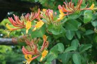  Kszlonc Lonicera Hecrottii Goldflame CLT3