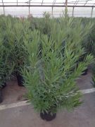  Leander Nerium Oleander CLT18