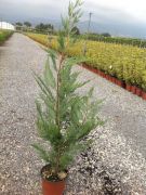 Leyland ciprus  Cupr. leyl. CLT3 60/80 cm