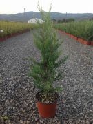  Leyland ciprus Cupr. leyl Castlewellan Gold CLT3 60/80 cm