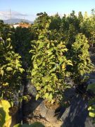  Liliomfa hibrid Magnolia 'Susan' CLT18 100/125 cm