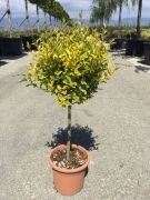  Magastrzs aranytarka szleslevel fagyal Ligustrum Ov. 'Aureum' mini trzses Lv9