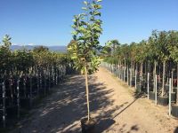  Magastrzs nagyvirg liliomfa (Magnlia) Magnolia Soul. trzses CLT18