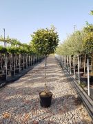  Magastrzs vrs korallberkenye Photinia Ser.'Red Robin' CLT30 trzses