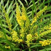  MAHONIA SWEET WINTER (R) CLT. 10 mahnia