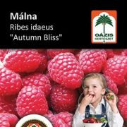 Ozis mlna - Ribes idaeus 